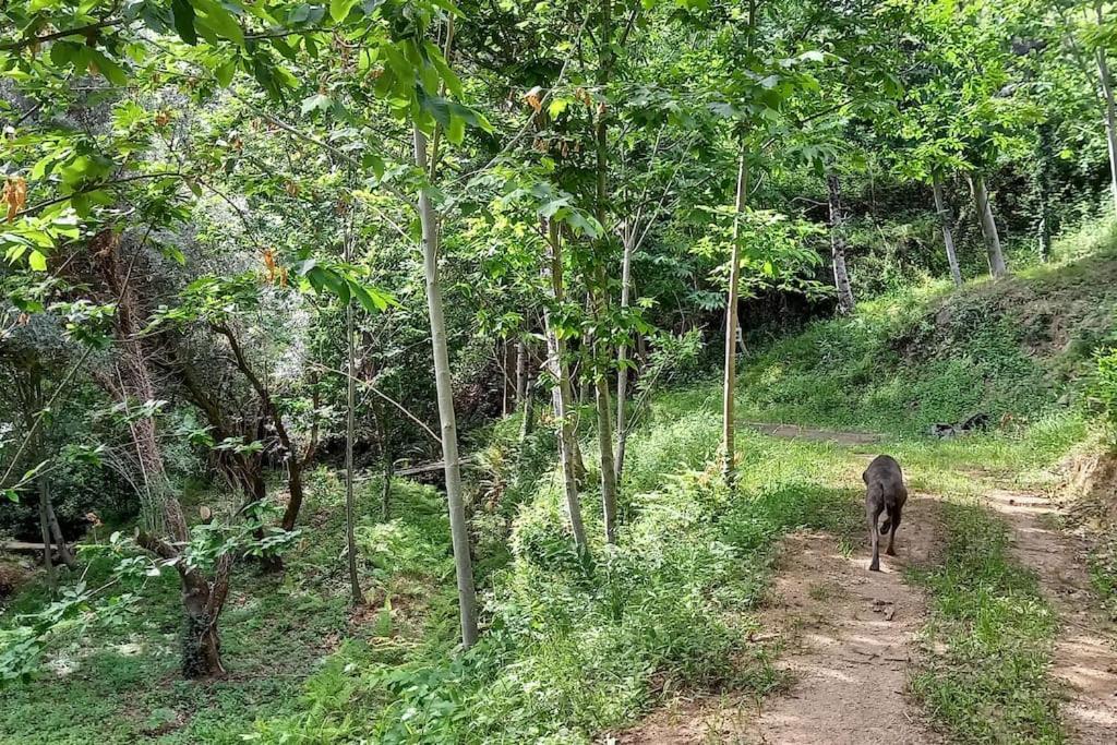 Cabin Quinta Pomar Do Pontido Cabeceiras de Basto ภายนอก รูปภาพ