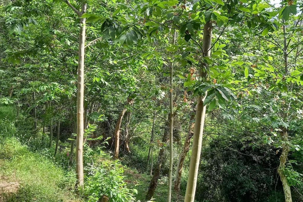 Cabin Quinta Pomar Do Pontido Cabeceiras de Basto ภายนอก รูปภาพ